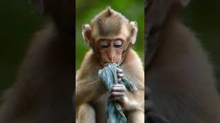 #emotionalmonkey