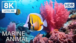UNDERWATER PARADISE 8K HDR – Marine Life and Ocean Animals