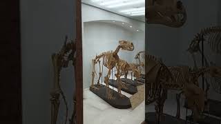 Indian museum #kolkata #museum #love