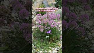 #garden #pollinators #bees #allium #flowers