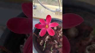 #messageoflove #rdgarden #rainlillyflower #rainlilyflower #kadhalfail #garden