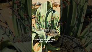 Rare Plants of the World: Discover Nature's Hidden Gems#shorts #rareflower #naturelovers #plants