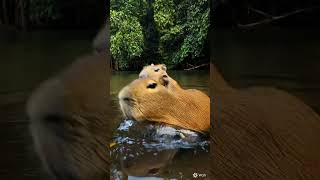 Capybara #Capybara #SuperheroAnimals #RainforestHeroes #AnimalAnimation #CapybaraPower #CuteAndBrave