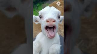 Bakri Ki Hasi Ki video #funny #trend #youtubeshorts #trendingshorts #shorts