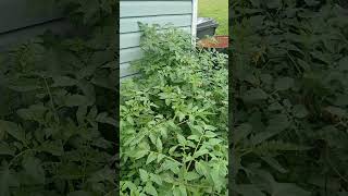 #garden #ihavethisthingwithplants #gardencrops #gardening #helpmemakethismakesense