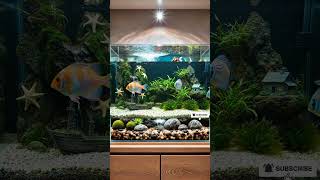 🌿 Stunning Aquascape with Colorful Tropical Fish 🐠✨ #shorts #aquariumdesign #aquascape