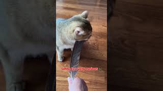 🐈 Discovering 🪶😸 #kittens #catvideos #catsofig #catlovers #cute #cats #Icww #britishshorthaircat