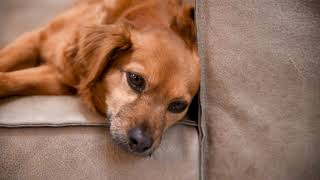Dog Stock Footage!   Pet Animal!    HD Videos