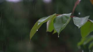 Rain and Piano Music for Deep Sleep, Healing, and Relaxation