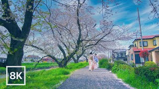 春の東京ドライブ / 咲き誇る桜と川辺の風🌸 / 8K 60fps / 落ち着くピアノ