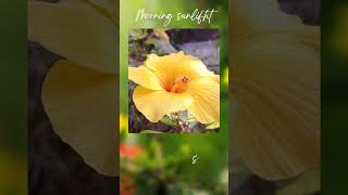 Unveiling the Beauty of Rare Flowers