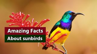 Amazing facts about Sunbird | sunbirds facts | Birds lover