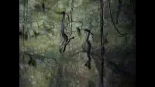 Puerto Rican boa feeds on a bat
