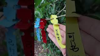 3 Gears Adjustable Ring Buckle 🌱 Planting Hanging Tags🌱 #gardeningbuckle #gardeningrings #gardening