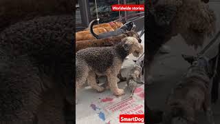Max The Hero Dog of NYC