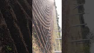#trending #viralvideo #viralreels #vlog #agriculture #dripirrigationsystem #vivasayam #vivasayi