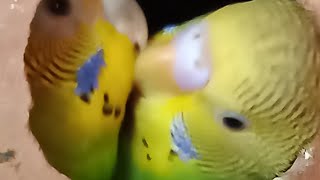 ||Udas Dupur Bela||#shorts #shortsfeed #udasdupurbelasokhi #viral #trending