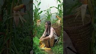 Heavy rain and storm in the cornfield #rain #soundofrain #rainyday