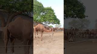 Camels in Mandhi #AnimalLovers#camellife #CamelLovers#camels #cute #shorts