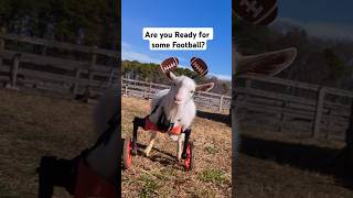 Are you Ready for some Football? Our #rescuedog  & #rescuegoat sure are.