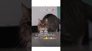 ❤️👀 Funny memes ✨💕#trending #cat #funnyshorts2025 #lovestatus2025 #coupledailouges