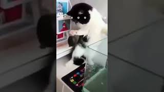 Kucing Lucu Part 2 #kucinglucu #kucingimut #kucingpintar #kucing #kucingcomel
