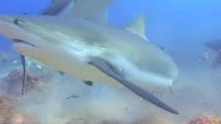 Shark Dive in Roatan, Honduras