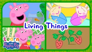 Learn About Living Things With Peppa Pig 🐭 Educational Videos for Kids 📚 Learn With Peppa Pig