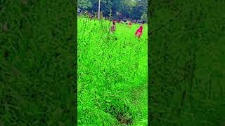 #tomar_pindoner_sarite #bangla_trending_song #bangla_album_video #bangla_notun_gaan #bangla_new_song