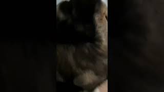 bakriyo ka baccha #suscribe #like #love #animals #bakri #babygoats #cute #bakriyon