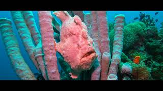 Underwater Paradise part #underwaterparadise