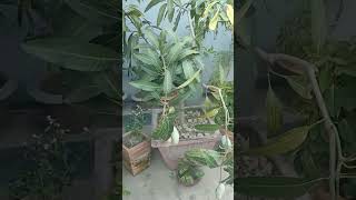 #thegarden #rooftopgarden #fruits #enjoy #nature #lemon #garden #roof #refreshing