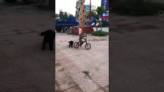Dog chasing Bicycle Riding Monkey