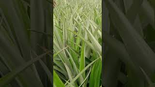 সোনালী ফসল