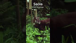 Animals that going to extinct in 2025| BCC Earth #animalstory #nature #funnyanimals #facts