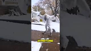 これは世界で最も危険な鳥です😱!!!