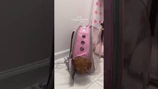 #puppy #animals #animallover #animalshorts #puppyvideos