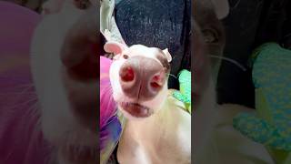 Boop the Snoot, Zooming In & Zooming Out of Dog Nose, Cute Doggo Snout, Hana Deka #adoptdontshop