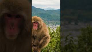 4 Reasons You Should Visit Kyoto, Japan  #travel #japan #nature