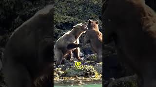 Bear Fight for Love and Pride#GrizzlyBear #BearFight #WildlifeDrama