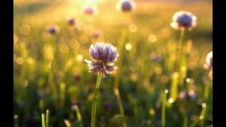 Beautiful Relaxing Music - Relaxing Music,Stress Relief,Sleep Music "Beautiful Flower " By OCB Relax