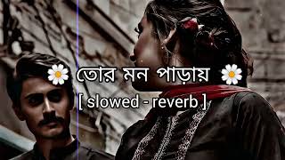 তোর মন পাড়ায়