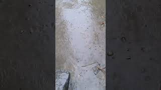 #raindrops #rain #rainoundforsleep #sleepsounds #rainforrest #med #rainsoundsforsleepingblackscreen