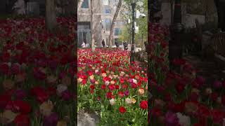 🌷 🌷🌷🌷 🌷🌷#nyc #newyork #manhattan #city #tulips #spring #usa #shorts