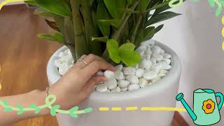 Come Clean My Plants with Me – A Mini Green Refresh