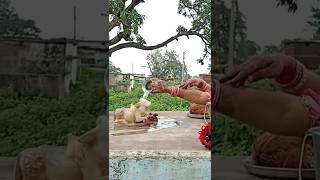 teej fast puja #cgbahumamta #ytshort #teejpooja