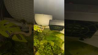 Installing a fan # #aquarium #aquascapegallery #fish #fishtank #aquariumlife #aquariumfish