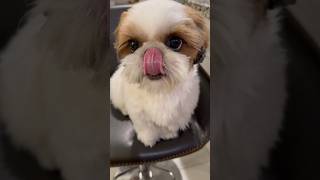 Toto snack time😋 #shihtzu #cute #funny #shorts #snack #dognoises #dog