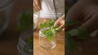 grow basil or mint leaves in water