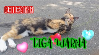 🥰 Tingkah lucu kucing bermain|| Bermain dengan kucing 🥰
